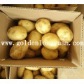 Fresh New Crop Potato gelbe und saubere Haut